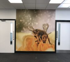 Ringwood School Bee Wall Wraps (2)